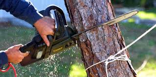 Best Tree and Shrub Care  in Sullivan, IL